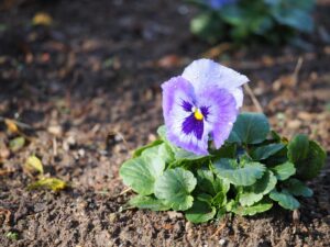 pansy