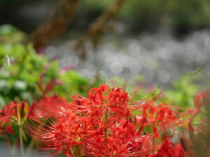 higanbana