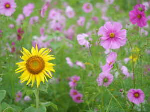 cosmos