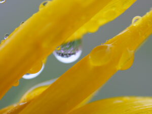 cosmos