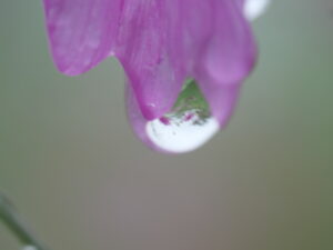 cosmos