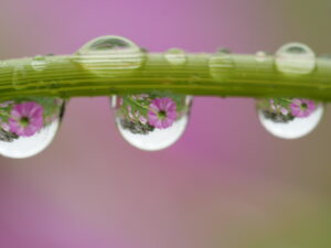 cosmos
