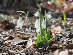 snow drop